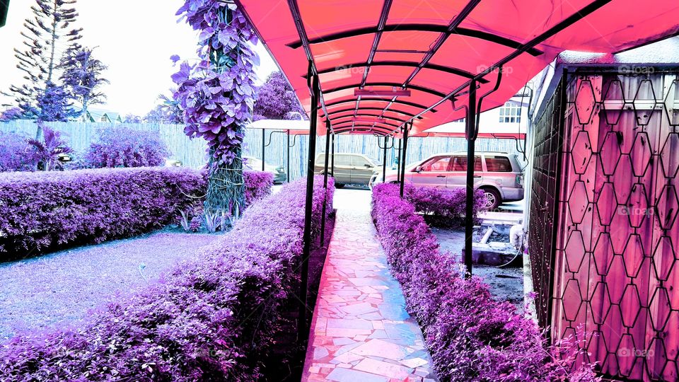 purple garden with canopy