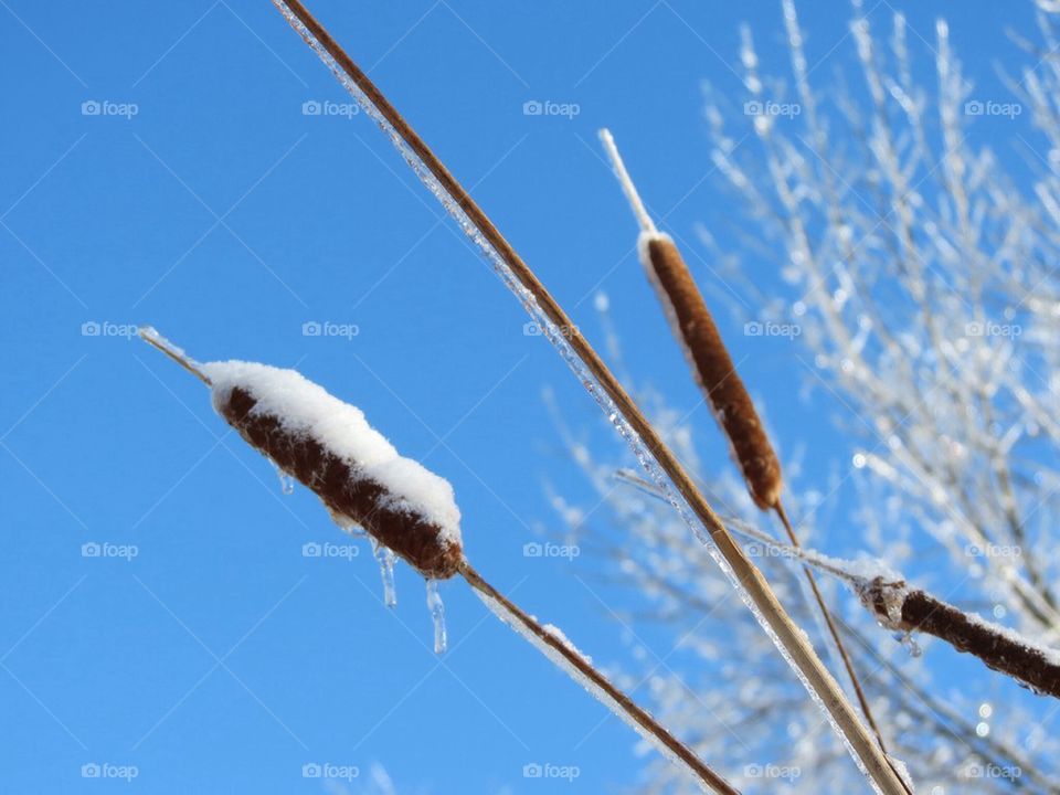 Cattail 