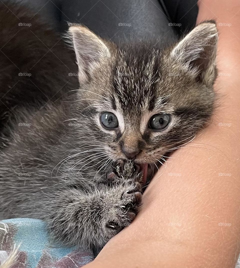 Kitten having a rest 