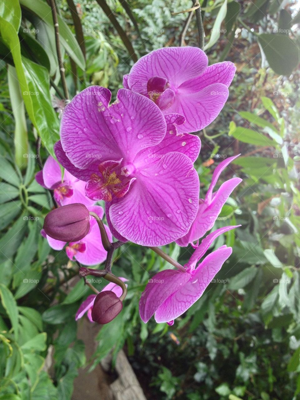 Orchid
