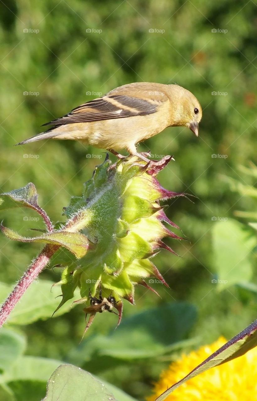 Female goldfinch