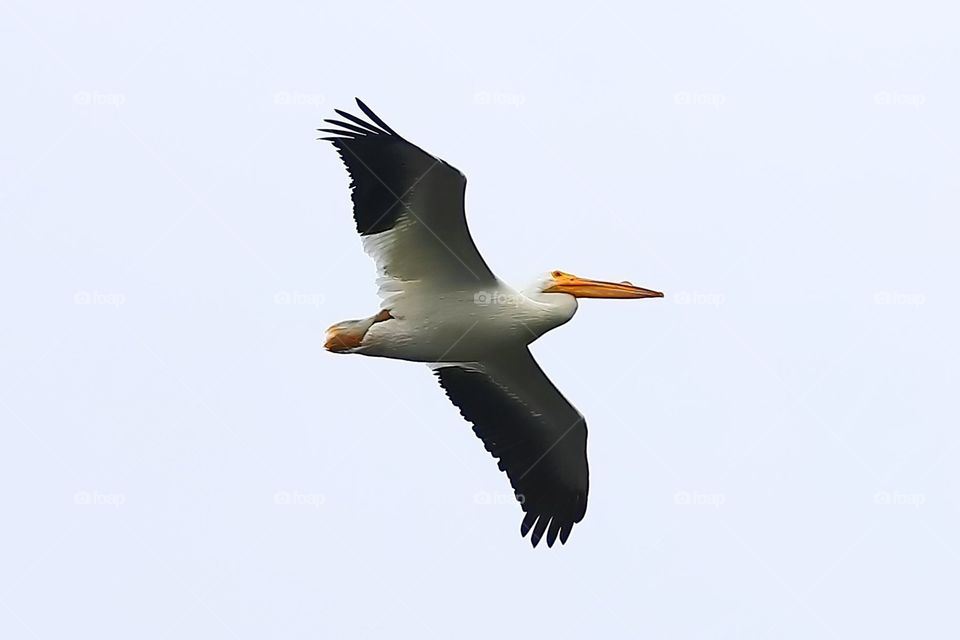 White Pelican in Flight 