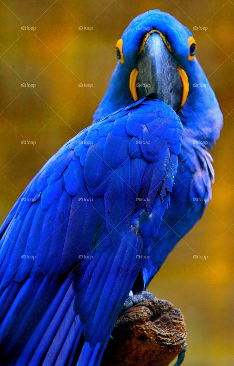 Portrait of parrot