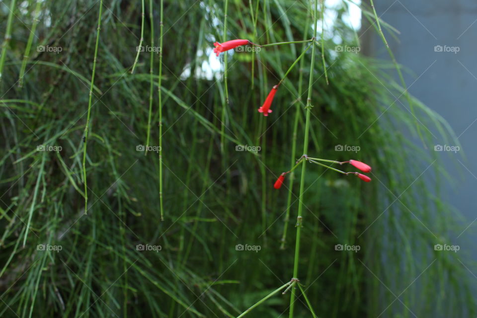 Flower from My home Garden