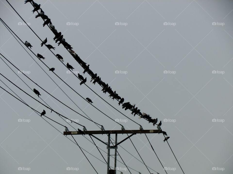 Bird Congregation