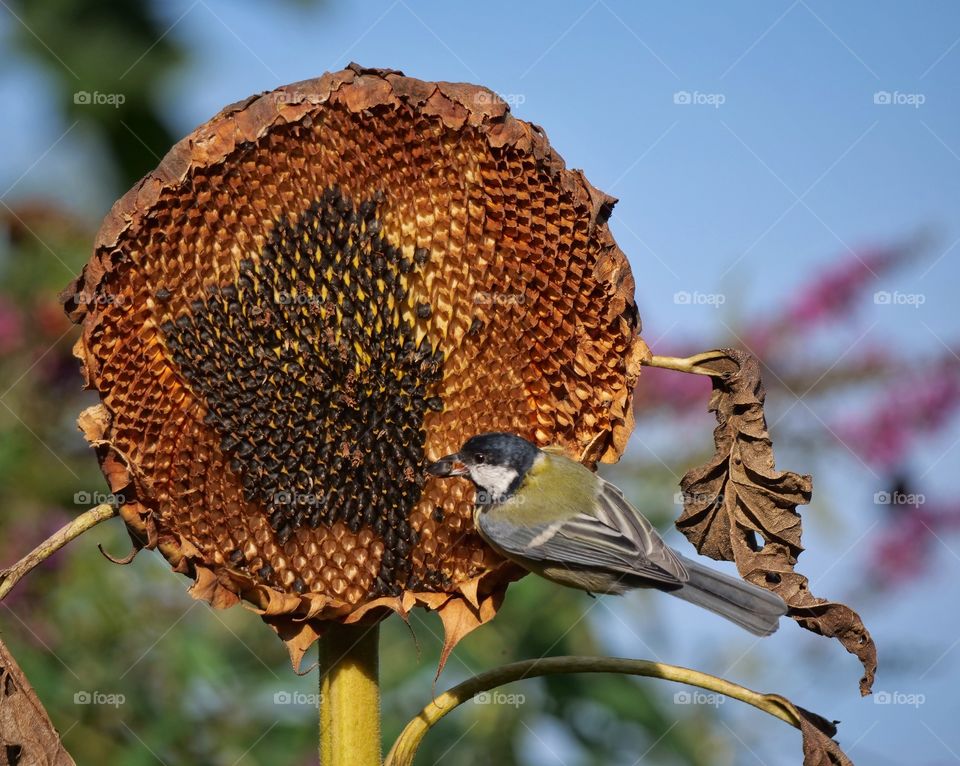 Great tit searching for sunflower seeds