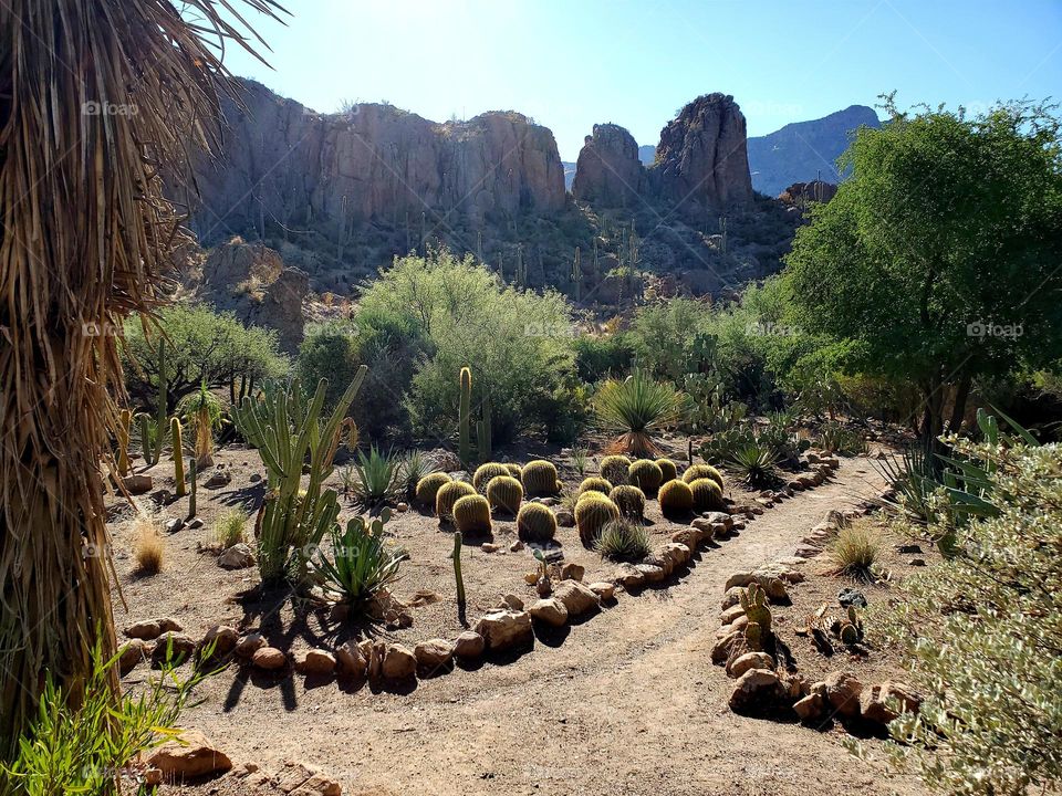 a walk through an arizona desert patk