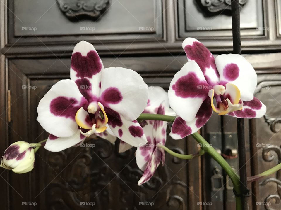 My blooming orchids 