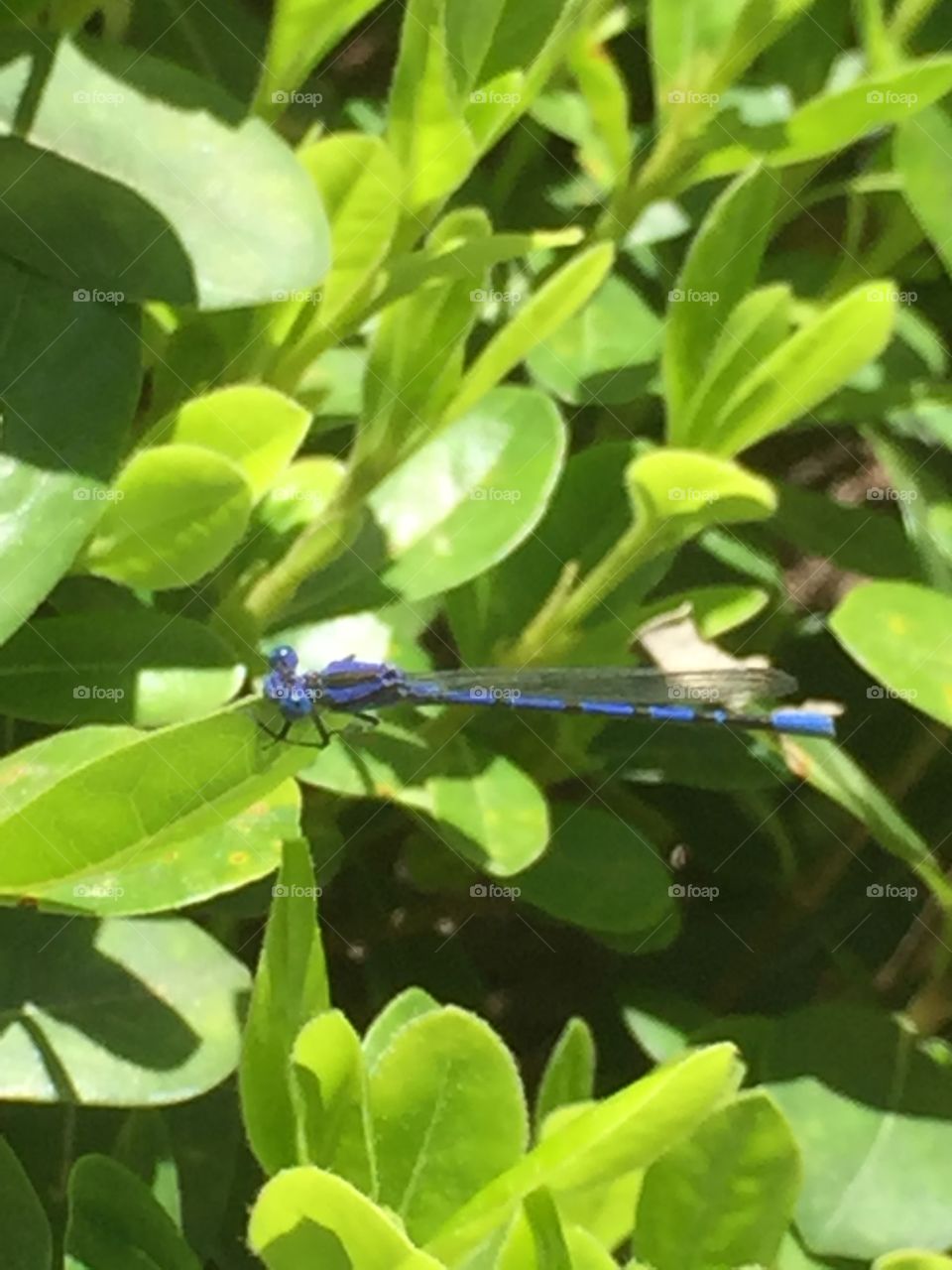A blue dragon staring at me will chilling  at the pond in a LA park.