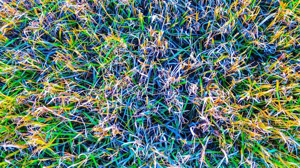 Colorful grass