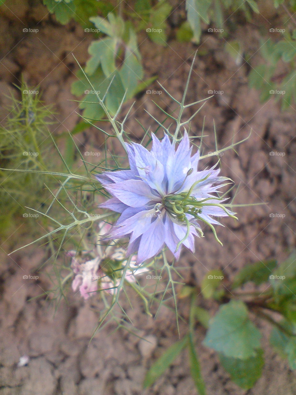 Blue flower