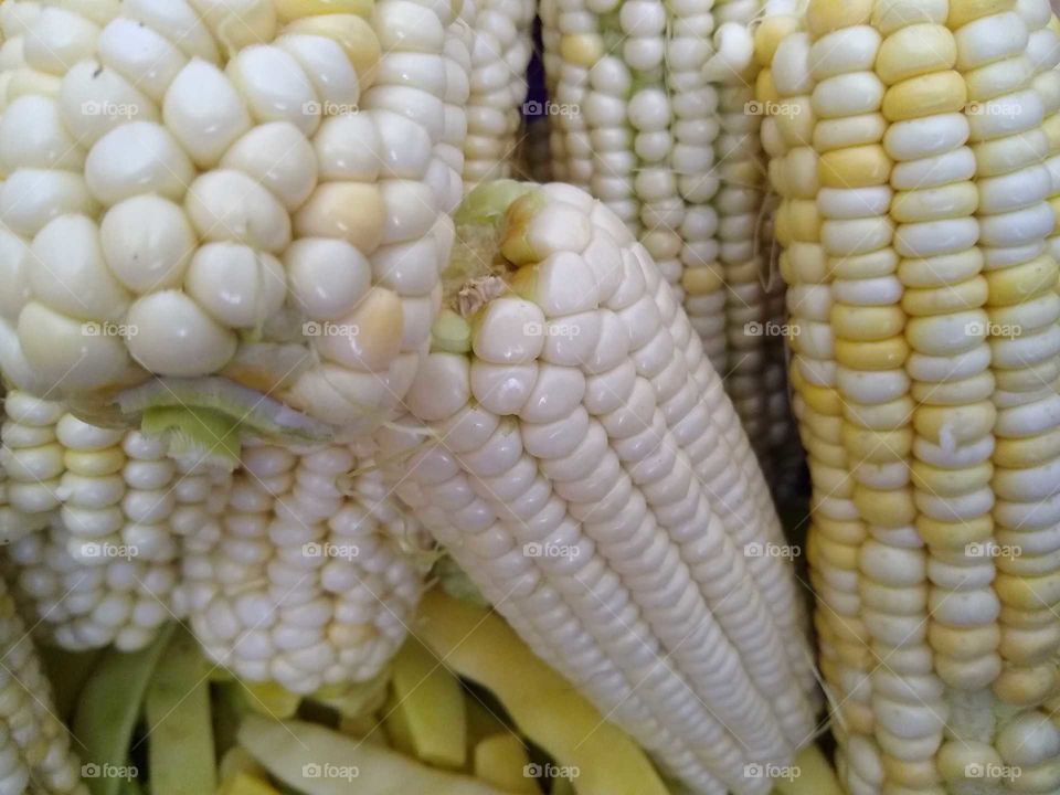 corn #2