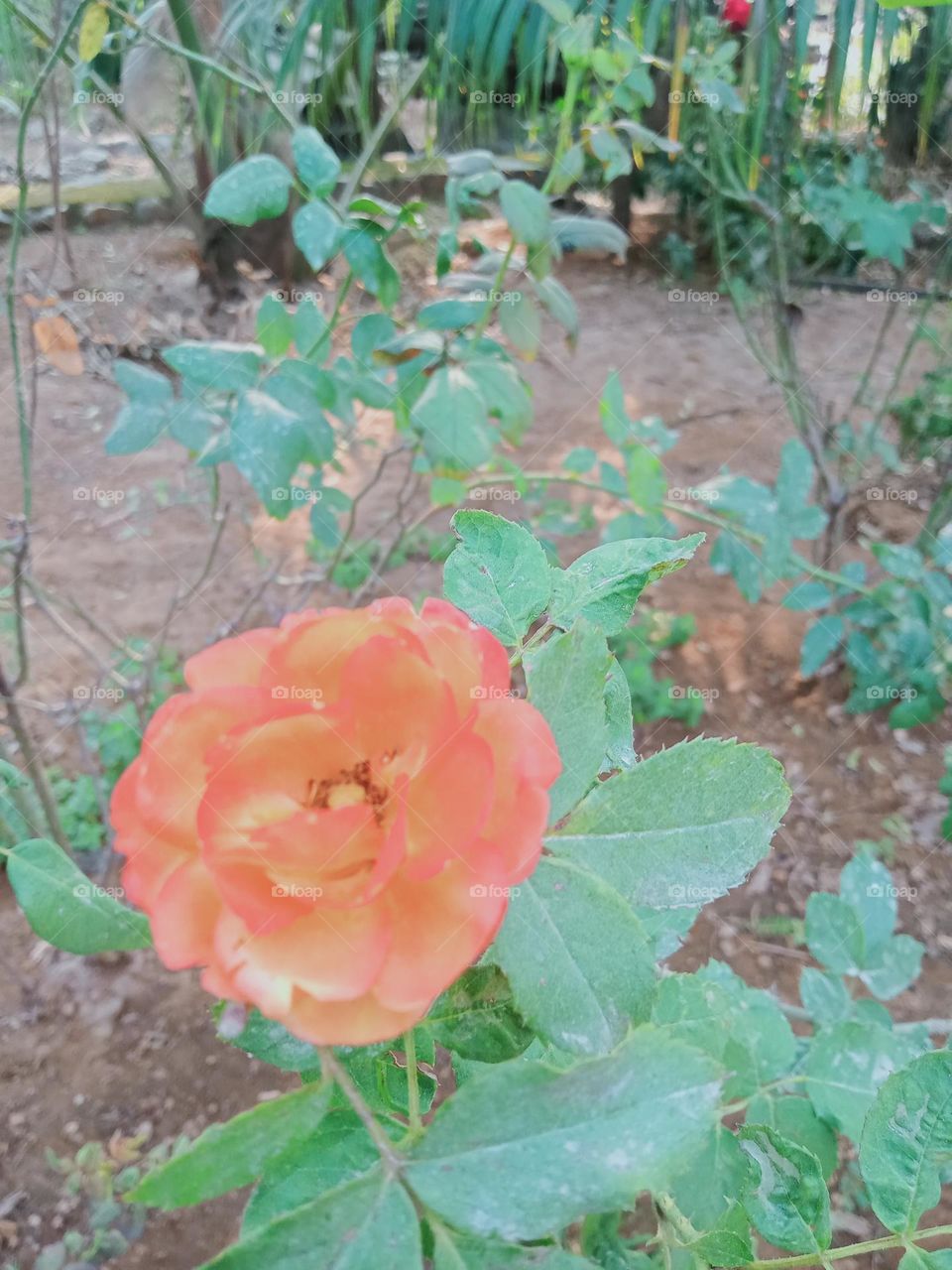 ravarma vanguvo  Wonderful rose, Pink flower, A delight for the eyes