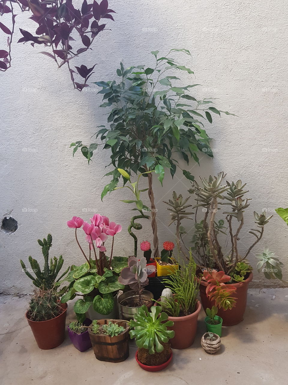 quien no quiere plantas en su jardin??