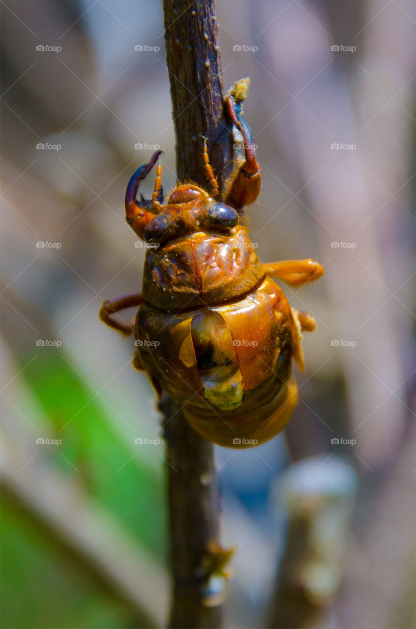 nature macro insect brown by hugo