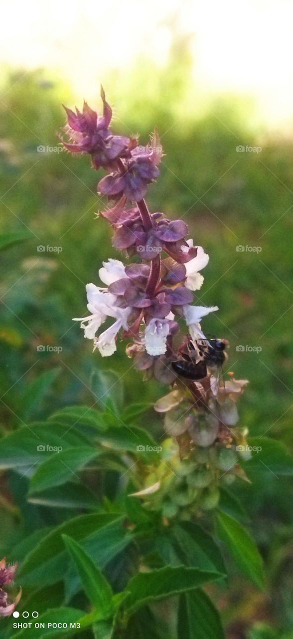 beautiful bee on flower