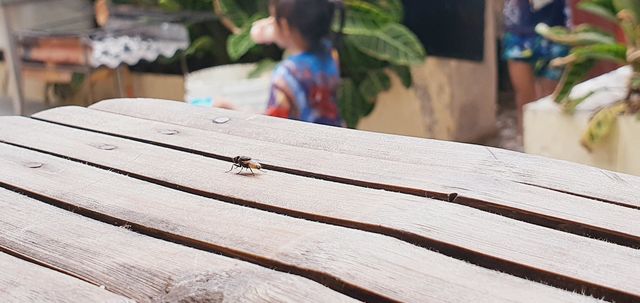 fly