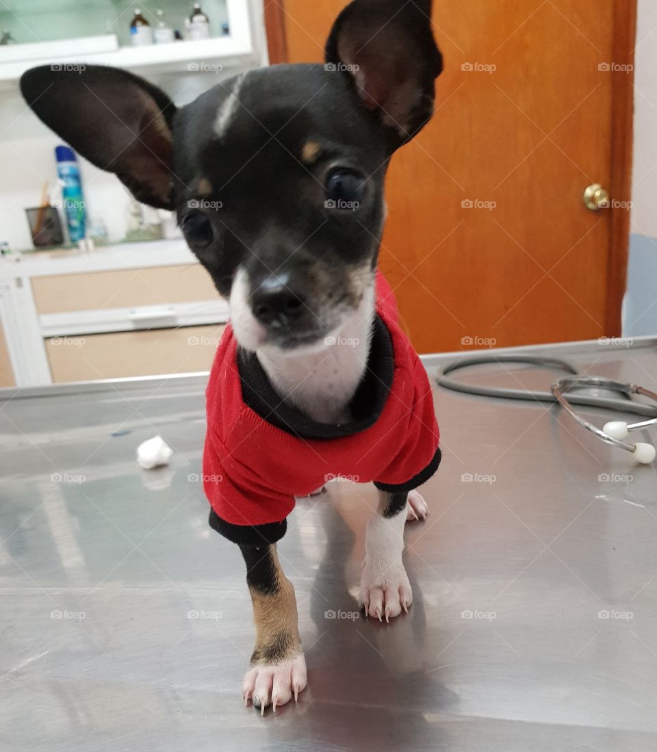 cachorro chihuahua en el veterinario #cachorro #chihuahua #veterinario #raza #pequeña #baby #dog #puppy #cute #doctor #veterinary #clothes #looking #little #pequeño #chiquito