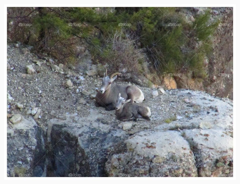 Grand Canyon wildlife
