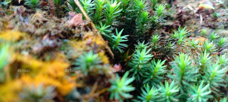 naturelove, green, plants, beautiful