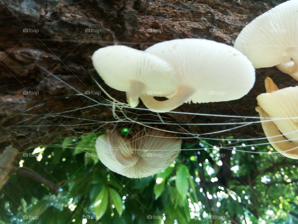 Nature, Wood, Tree, Mushroom, No Person