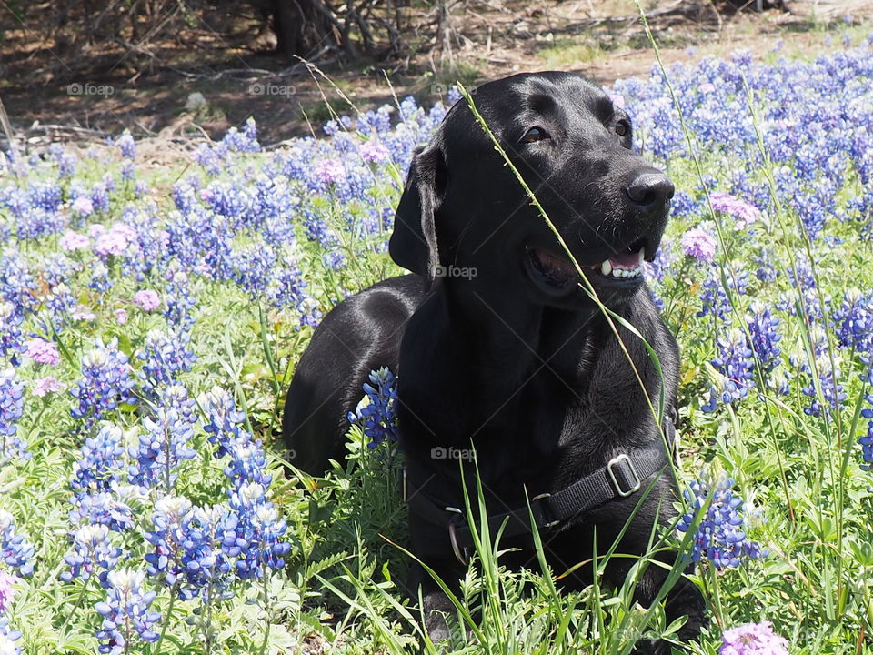 My boy Harry; a black Labrador retriever poses in a field of Texas bluebonnets.