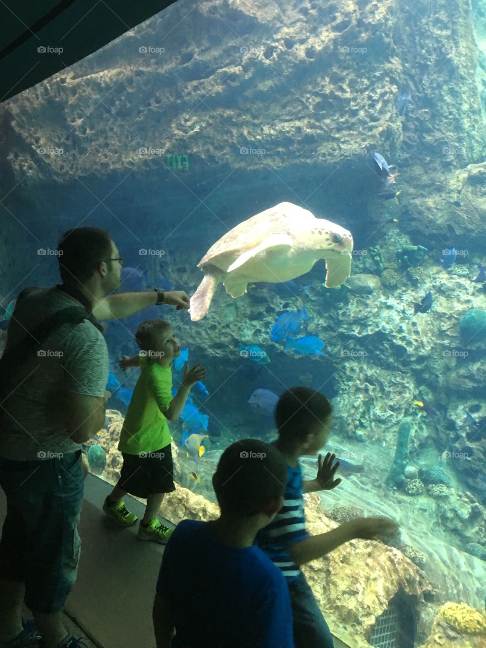 Underwater, Fish, Water, Ocean, Swimming