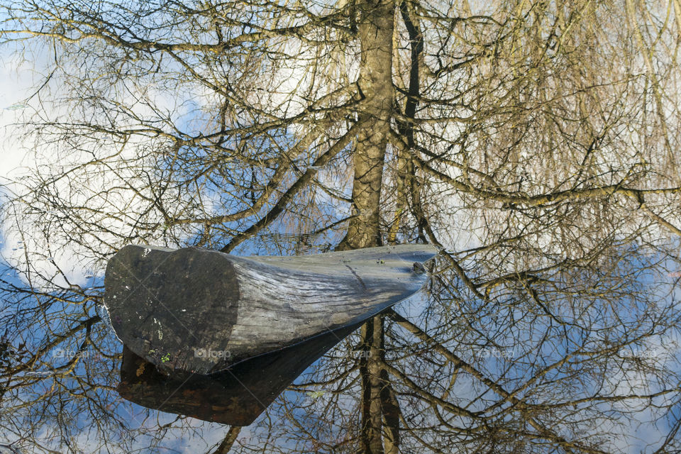 Tree trunk reflection in water