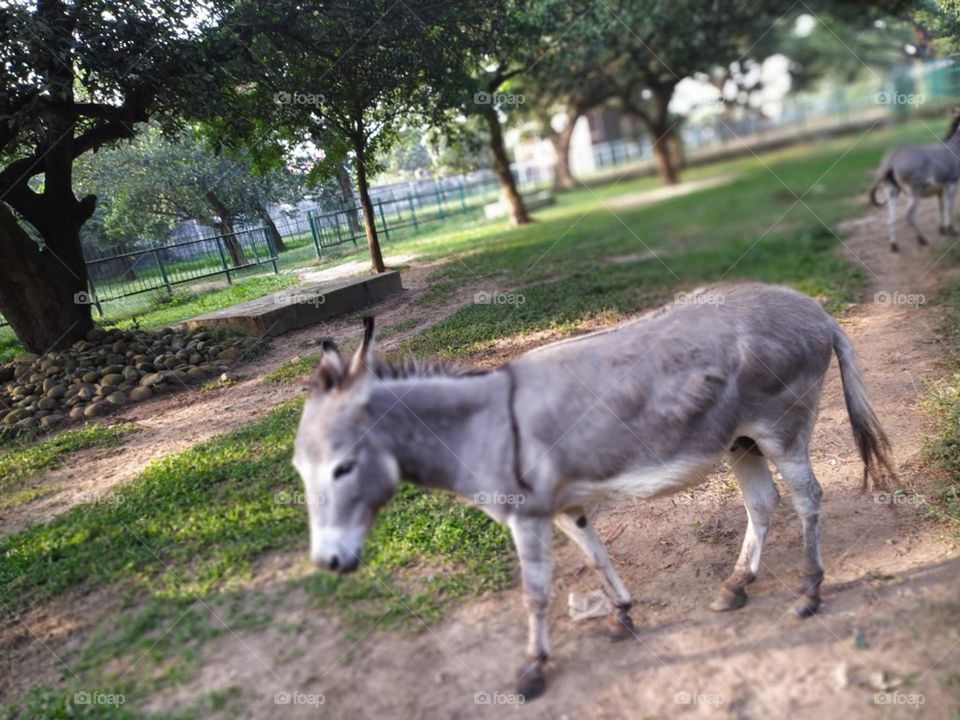 Donkey