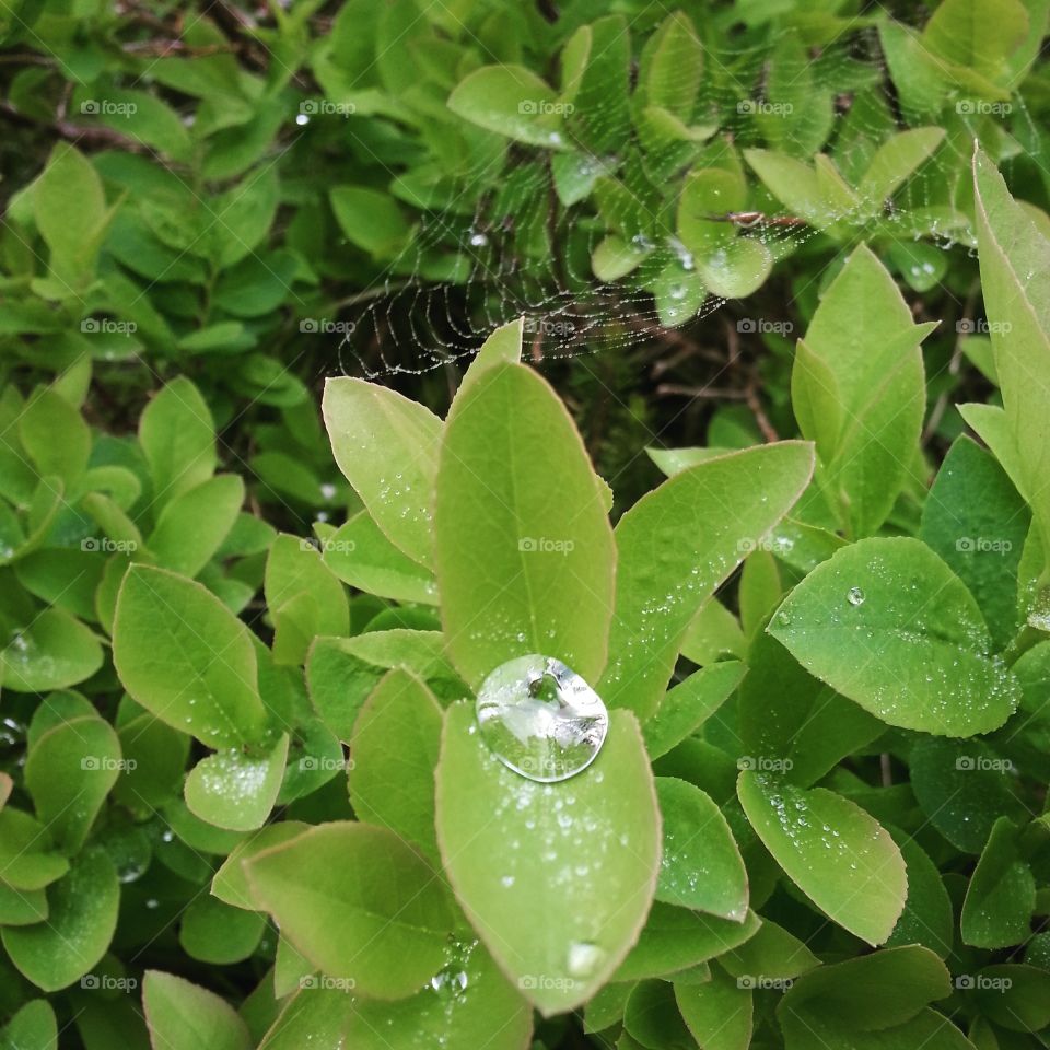 dorothy lake trail dew