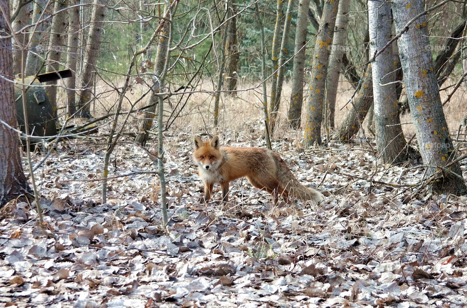 Fox in forest