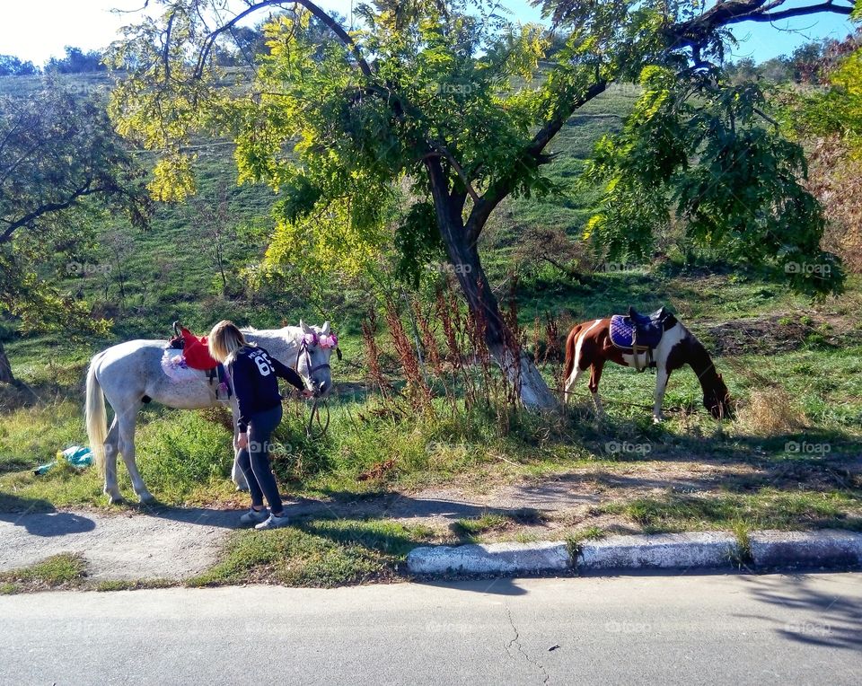 a horse grazing in a park not far from the sea