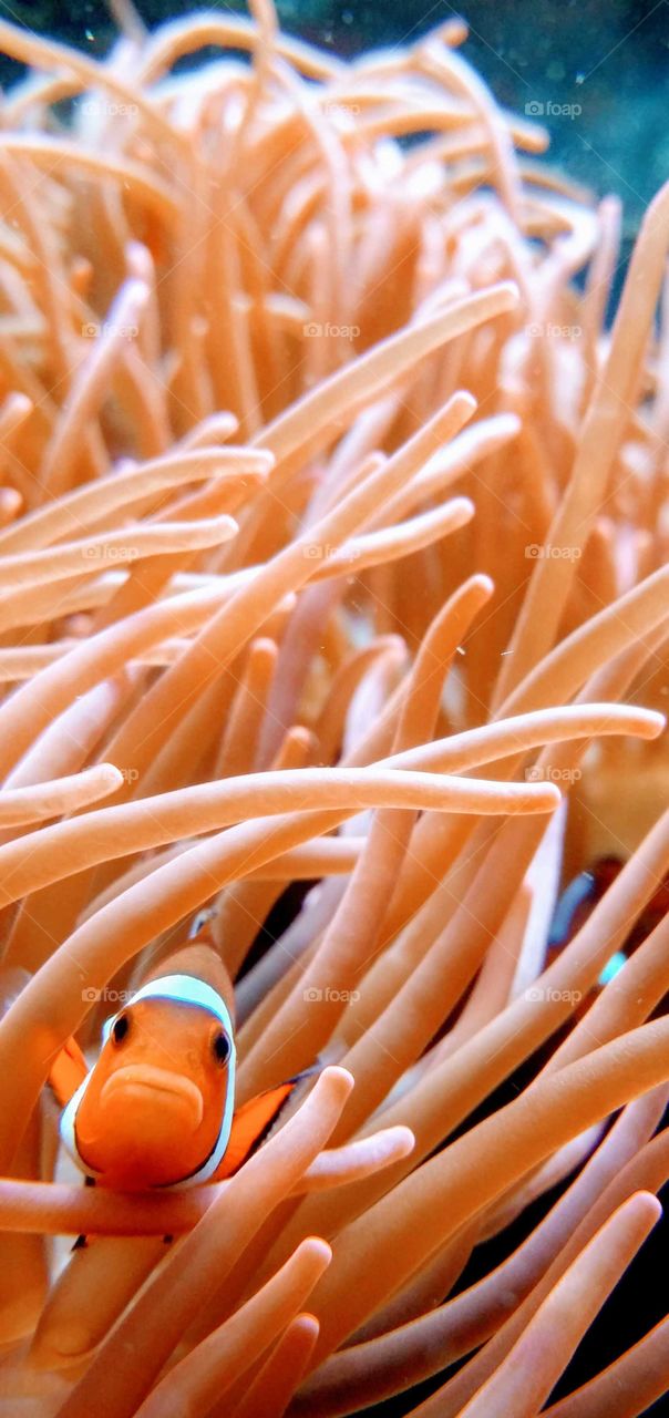 Curious clownfish in corals