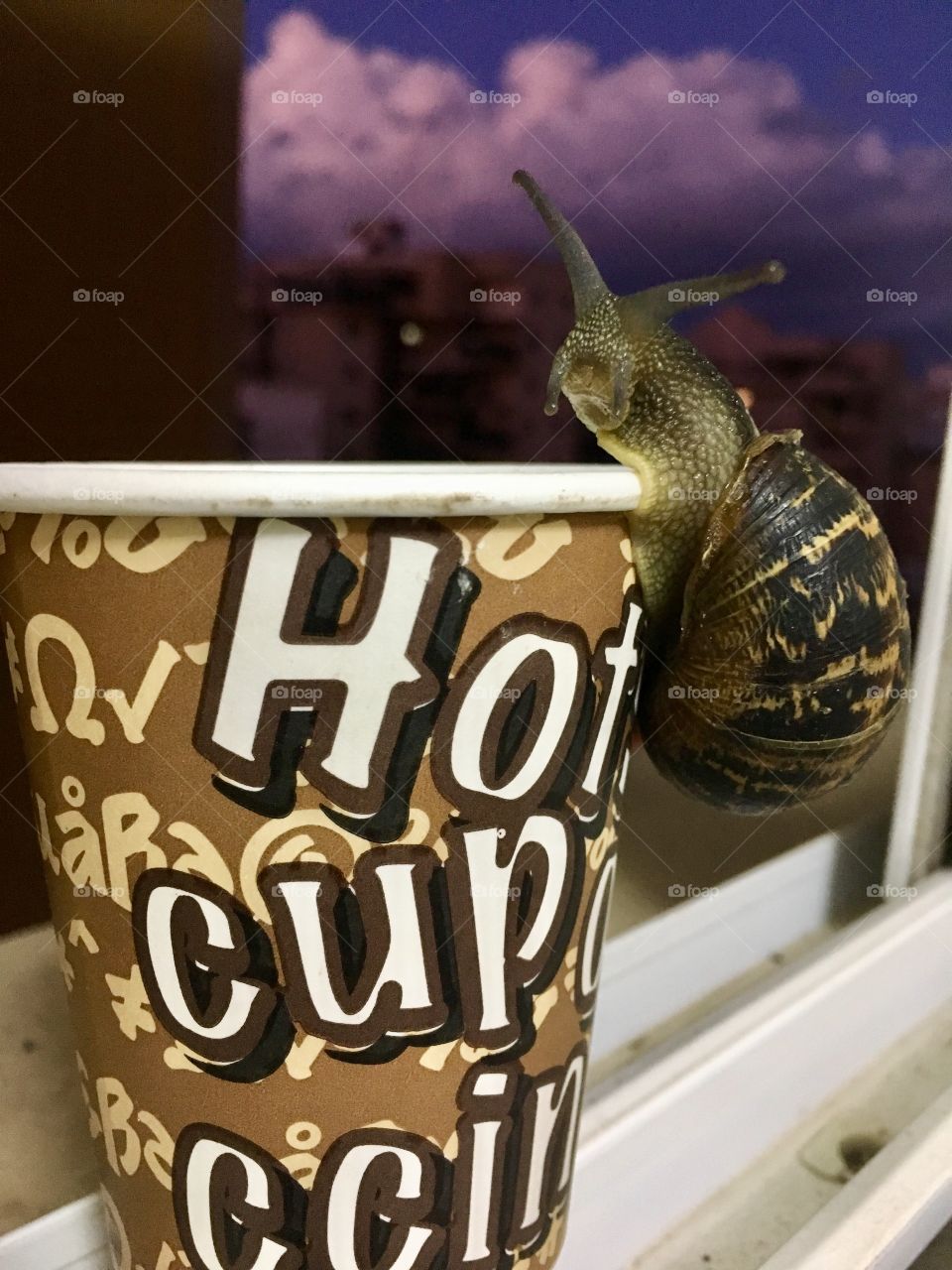 Snail and coffee