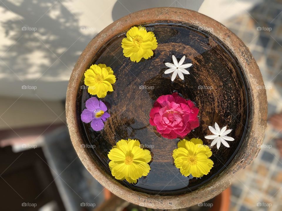 Blooms of joy, colors of life! 