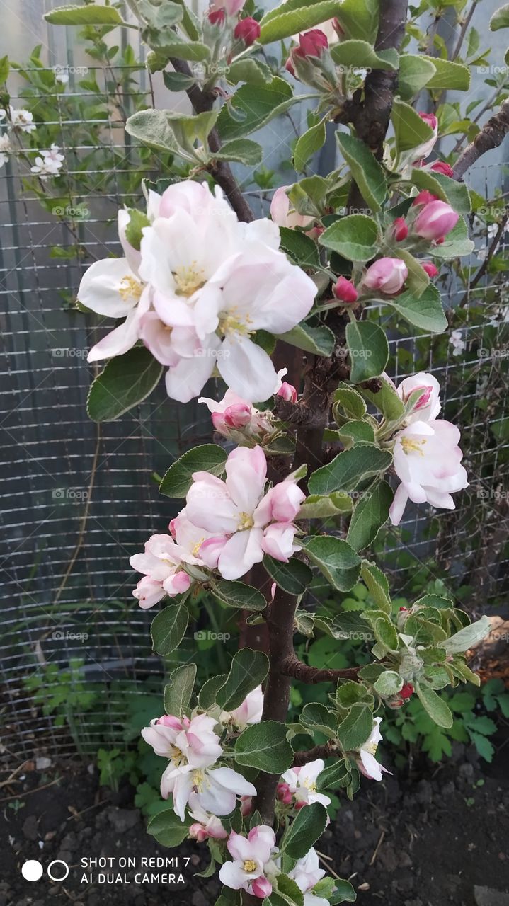 apple-tree in blooming