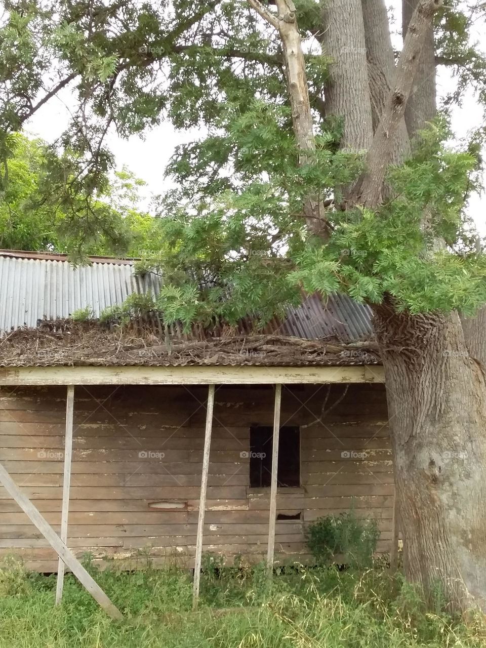 old wooden shed with silky oak tree