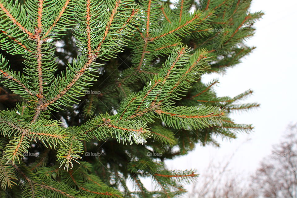 green pine tree leaves