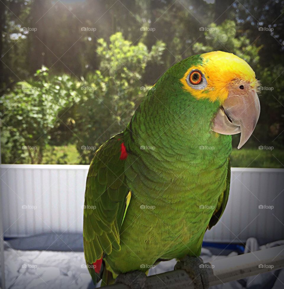 Amazon Parrot Sonny enjoying the sunshine in his outdoor screen room.