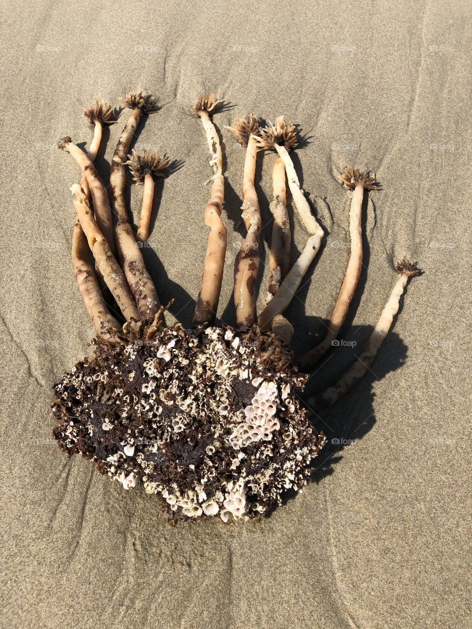 Tossed Up From the Sea