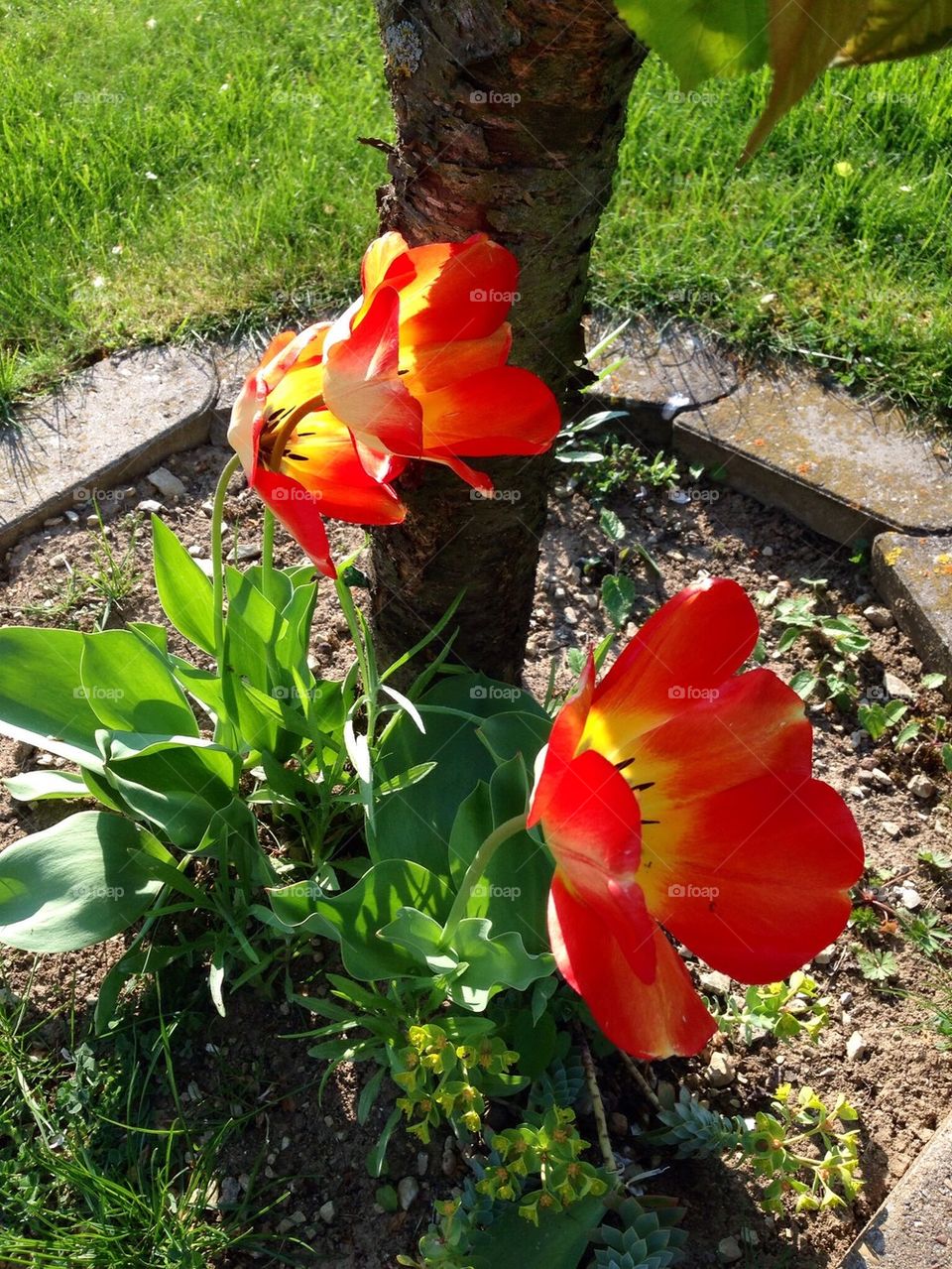 Tulip