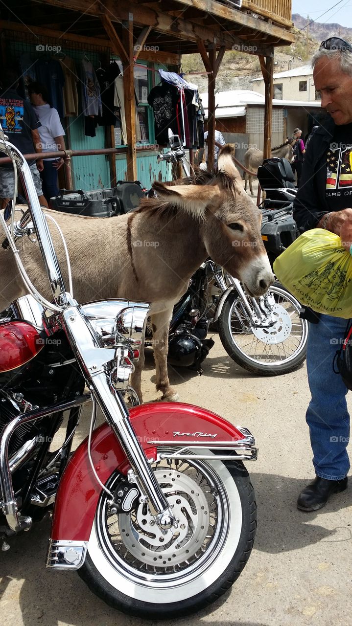 Donkeys and Harleys 2015. The sleepy town of Oatman in Arizona comes roaring alive as thousands of Harleys ascend on the town during the annual river run. There are more donkey residents than human residents in Oatman