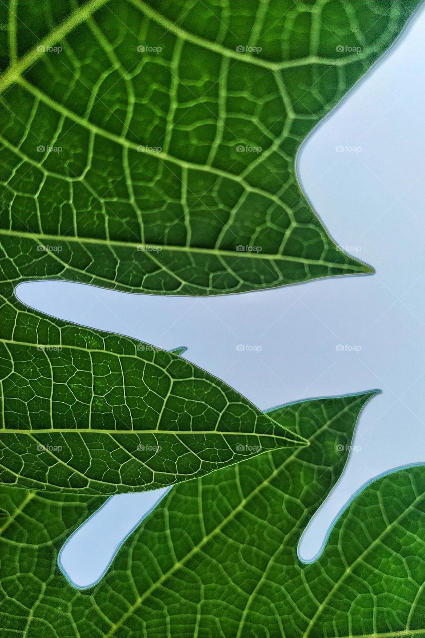 Natural pattern made by veins of green leaves