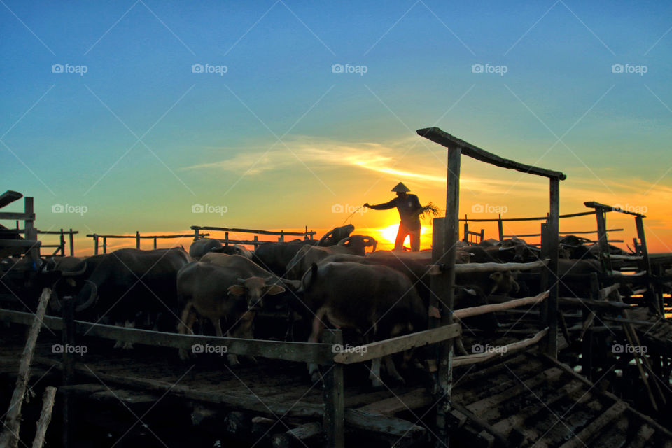 the shepherd feeds his buffalos under sunset at Nagara, Indonesia.