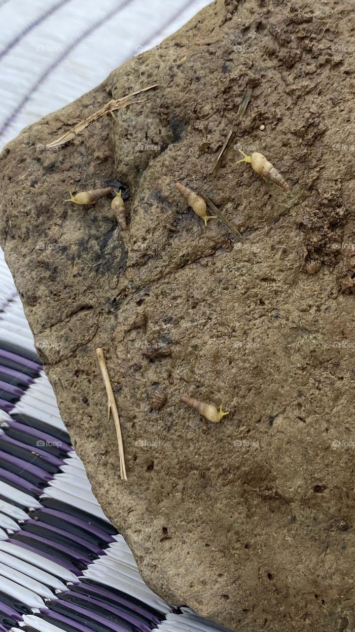 In my farm a snails 🐌