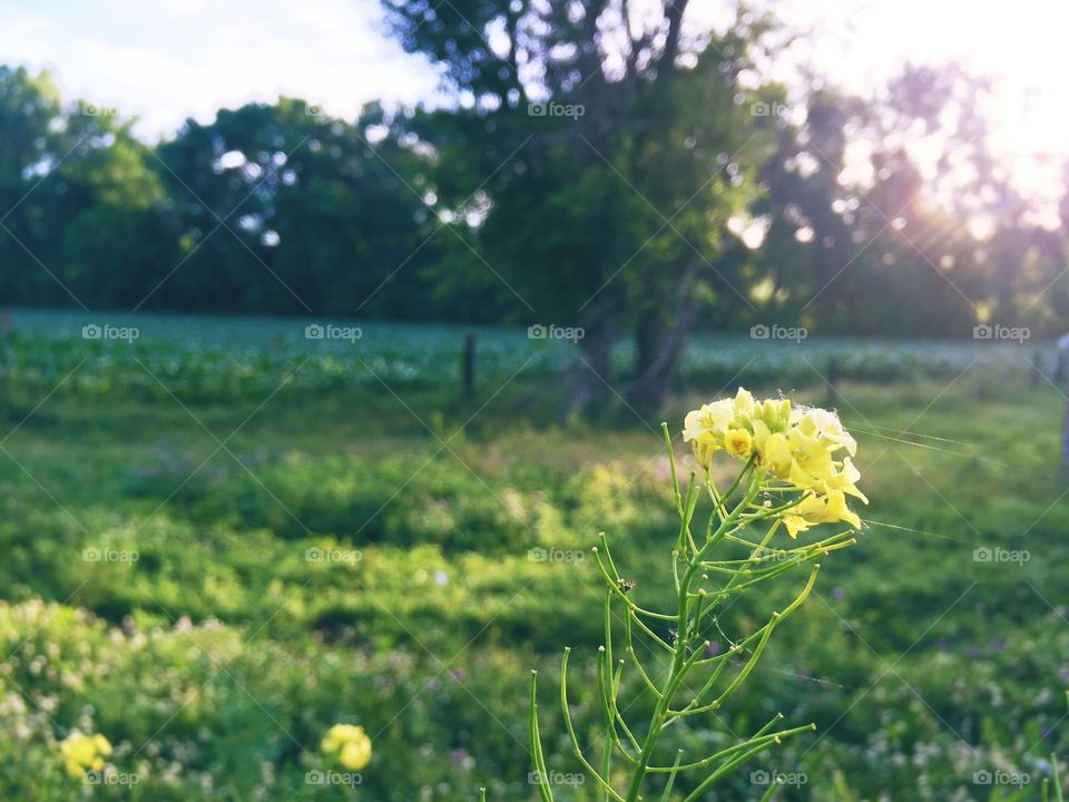 A flower head of Bog Yellowcress in the sunlight against a blurred rural background (landscape)