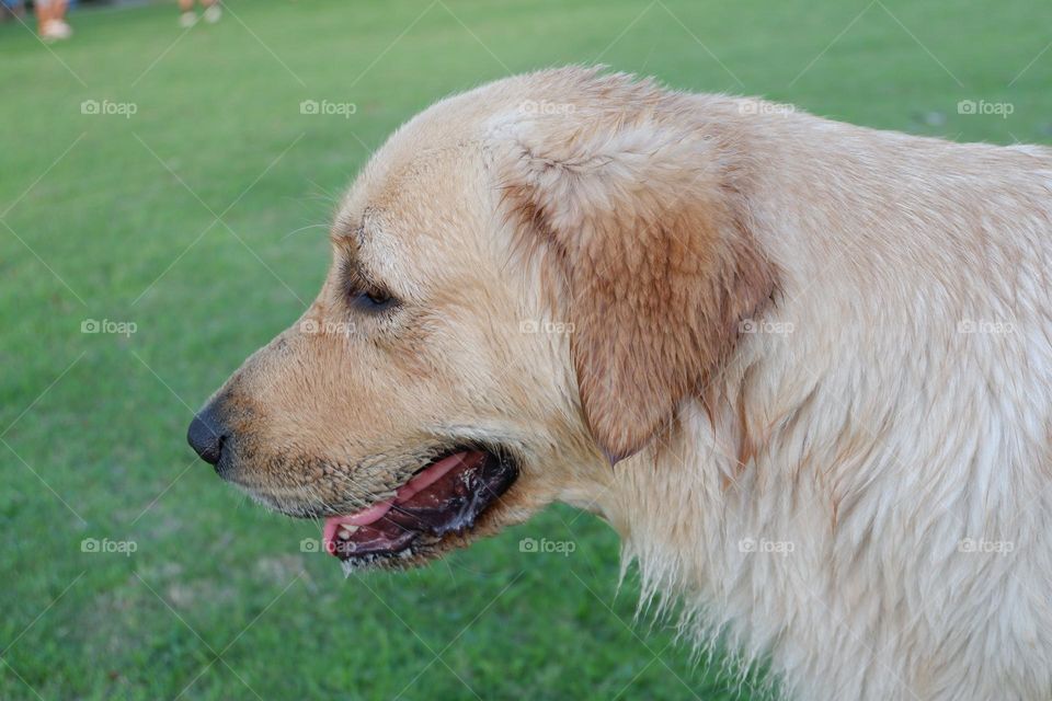 Golden Retriever 