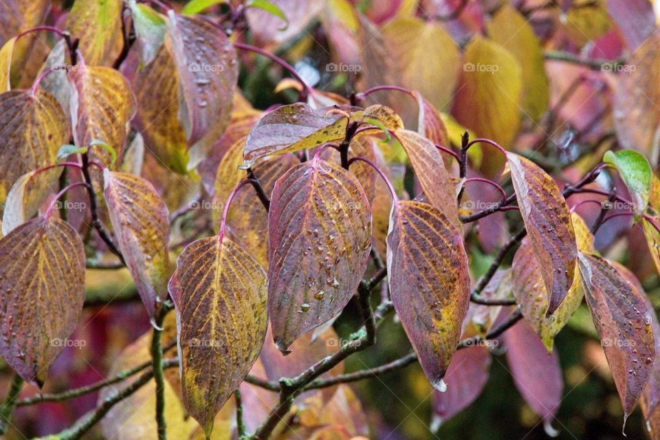 autumn tree in the park