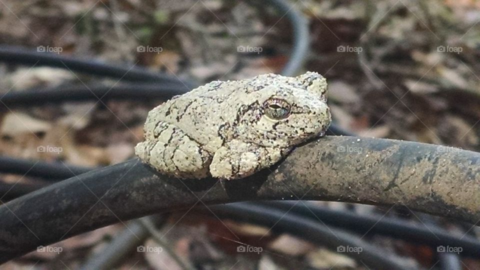 White toad