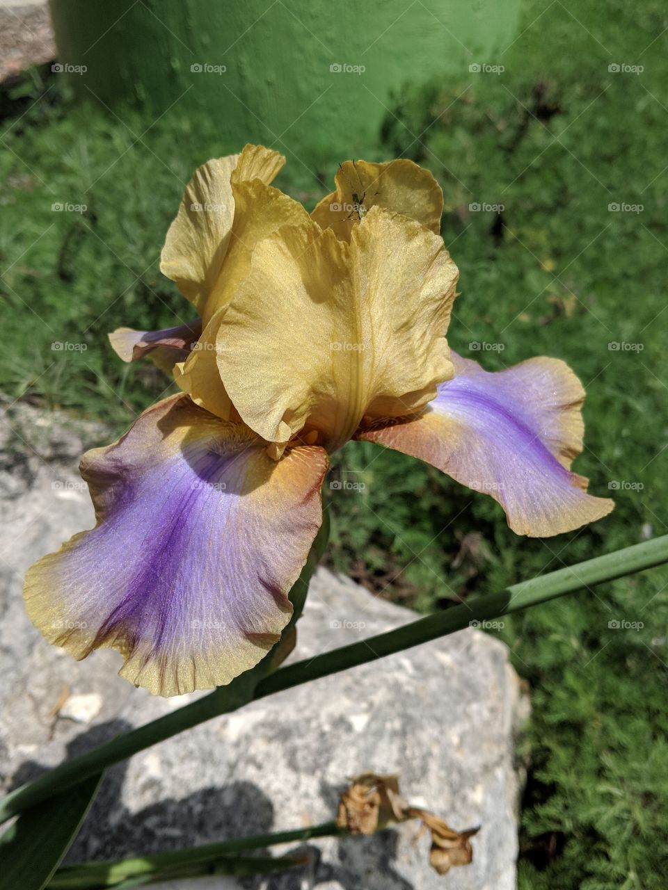 stunning bearded iris